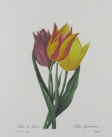 Tulipa Gesneriana